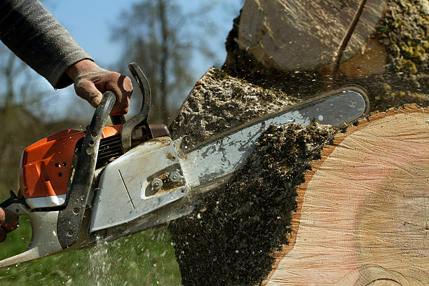 How Our Tree Care Process Works  in  Wilmington, IL